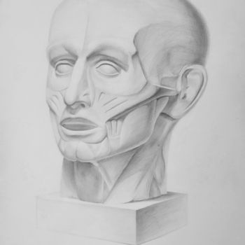 Drawing titled "Head Muscles" by Lucy Sodel, Original Artwork, Pencil