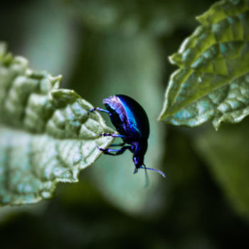 Photographie intitulée "scarabee" par Périne Cliquet (ictoïde 777), Œuvre d'art originale, Photographie numérique