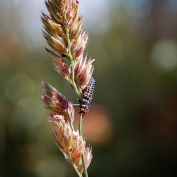 Photographie intitulée "insect et blé" par Périne Cliquet (ictoïde 777), Œuvre d'art originale, Photographie numérique