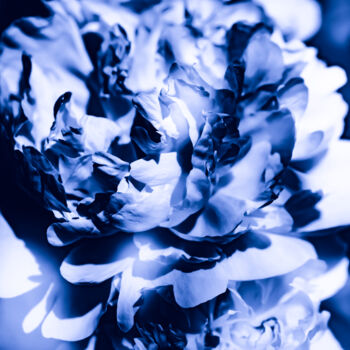 Photography titled "FLOWER IN BLUE #9131" by Ludoroy, Original Artwork, Digital Photography