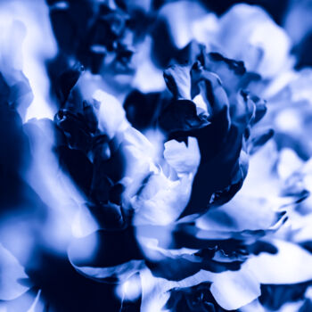 "FLOWER IN BLUE #9133" başlıklı Fotoğraf Ludoroy tarafından, Orijinal sanat, Dijital Fotoğrafçılık