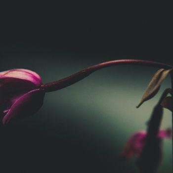 Fotografie mit dem Titel "Orchidée Sauvage" von Ludovic Miath, Original-Kunstwerk, Digitale Fotografie