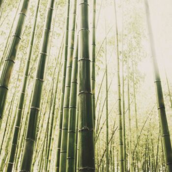 Φωτογραφία με τίτλο "Forêt de Bambou" από Ludovic Miath, Αυθεντικά έργα τέχνης, Ψηφιακή φωτογραφία