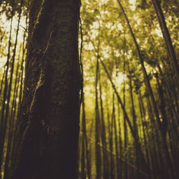Photographie intitulée "Forêt de Bambou de…" par Ludovic Miath, Œuvre d'art originale, Photographie numérique