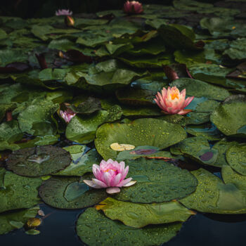 Photography titled "Fleurs sous pluie" by Lugdivine Borello, Original Artwork, Digital Photography