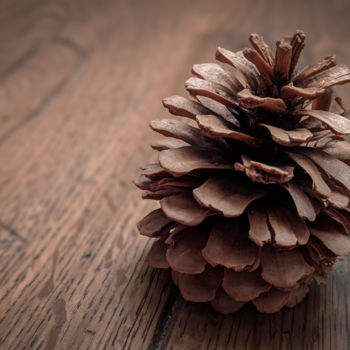 Photography titled "Pine Cone" by Luigi Veggetti, Original Artwork, Digital Photography