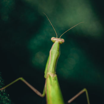 Photography titled "Mantis" by Luigi Veggetti, Original Artwork, Digital Photography