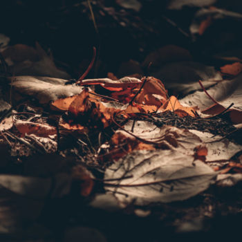 Fotografia zatytułowany „Autumn Leaves” autorstwa Luigi Veggetti, Oryginalna praca, Fotografia cyfrowa