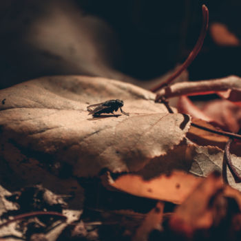 Fotografie mit dem Titel "Autumn Leaves Fly" von Luigi Veggetti, Original-Kunstwerk, Digitale Fotografie