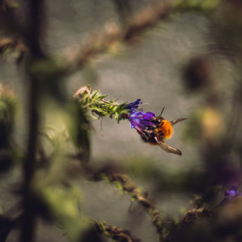 Fotografía titulada "Bumblebee" por Luigi Veggetti, Obra de arte original, Fotografía digital