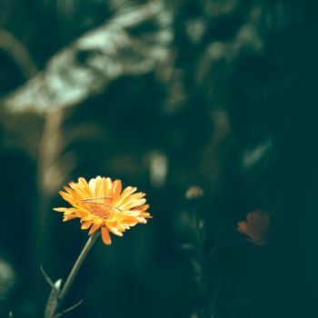 Photography titled "Yellow Flower" by Luigi Veggetti, Original Artwork, Digital Photography