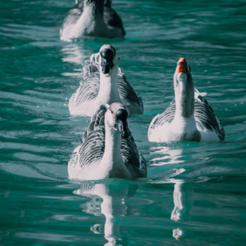 Fotografía titulada "Lake Geese Wildlife…" por Luigi Veggetti, Obra de arte original, Fotografía digital