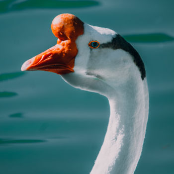 Photography titled "Lake Goose Wildlife…" by Luigi Veggetti, Original Artwork, Digital Photography