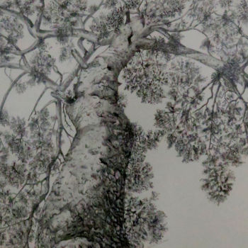 Dibujo titulada "pinoroble.jpg" por Lacasa, Obra de arte original, Tinta