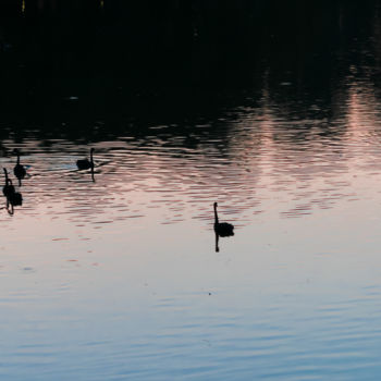 Fotografie getiteld "Patos em contraluz" door Luiz Novaes, Origineel Kunstwerk, Digitale fotografie