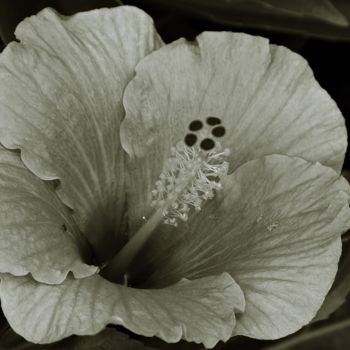 Photography titled "As flores também ch…" by Marco António, Original Artwork