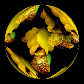 Цифровое искусство под названием "New Age Yellow Iris" - Lynn De Serres, Подлинное произведение искусства, Цифровая живопись