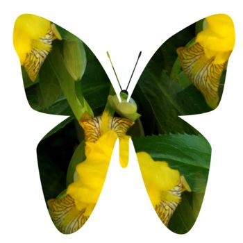 Цифровое искусство под названием "Imaginary Butterfly" - Lynn De Serres, Подлинное произведение искусства, Цифровая живопись