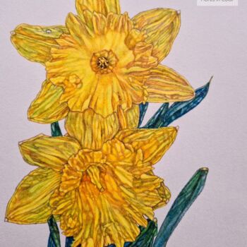 Pintura intitulada "Two yellow daffodil…" por Lynne Flores, Obras de arte originais, Lápis