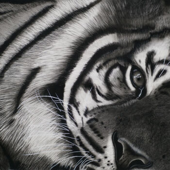 Dibujo titulada "Resting Sumatran Ti…" por Lynton Bolton, Obra de arte original, Carbón