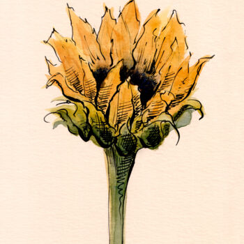Картина под названием "Sunflower" - Lyubov Fonareva, Подлинное произведение искусства, Акварель