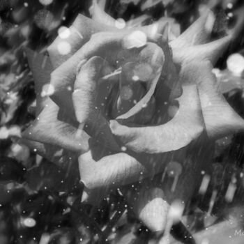 Fotografia intitolato "Dark Rose" da Maak Bran, Opera d'arte originale, Fotografia digitale