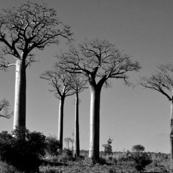 Photographie intitulée "foret baobabs" par Julien Robiche, Œuvre d'art originale