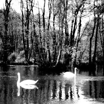 Photography titled "swan dance" by Magda Durda, Original Artwork, Non Manipulated Photography