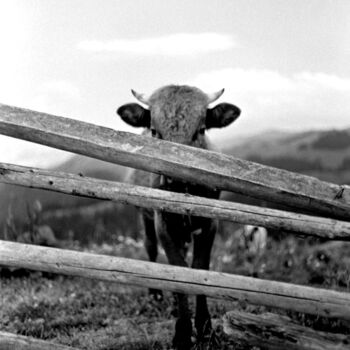 Fotografía titulada "corious cow" por Magda Durda, Obra de arte original, Fotografía no manipulada
