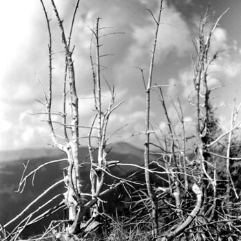Fotografia intitolato "tree - composition" da Magda Durda, Opera d'arte originale, Fotografia non manipolata