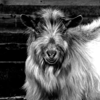 Fotografie getiteld "portrait of a goat" door Magda Durda, Origineel Kunstwerk, Niet gemanipuleerde fotografie