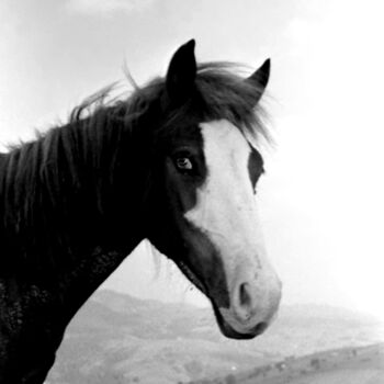 Fotografia zatytułowany „portait of a horse” autorstwa Magda Durda, Oryginalna praca, Fotografia nie manipulowana