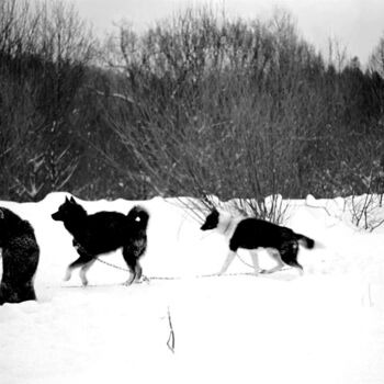 Photographie intitulée "wolf's cousins" par Magda Durda, Œuvre d'art originale, Photographie non manipulée