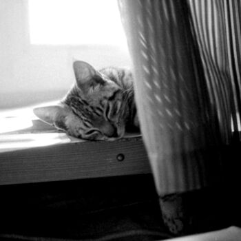 Photography titled "sleeping cat" by Magda Durda, Original Artwork, Non Manipulated Photography