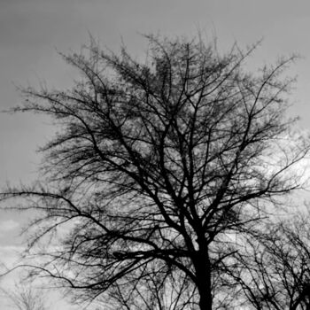 Photography titled "tree against the sky" by Magda Durda, Original Artwork, Non Manipulated Photography