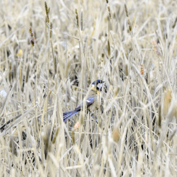 Fotografia intitolato "Bird in the Reed" da Magdalena Mienko, Opera d'arte originale, Fotografia digitale