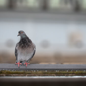 Fotografia zatytułowany „Dove” autorstwa Magdalena Mienko, Oryginalna praca, Fotografia cyfrowa Zamontowany na Panel drewnia…