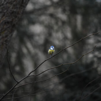 摄影 标题为“Common blue tit” 由Magdalena Mienko, 原创艺术品, 数码摄影