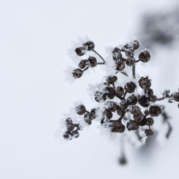 Fotografia zatytułowany „Snow” autorstwa Magdalena Mienko, Oryginalna praca, Fotografia cyfrowa