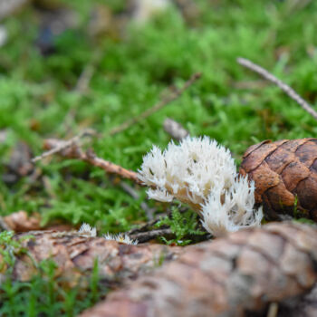 Fotografia zatytułowany „Mushroom 2” autorstwa Magdalena Mienko, Oryginalna praca, Fotografia cyfrowa