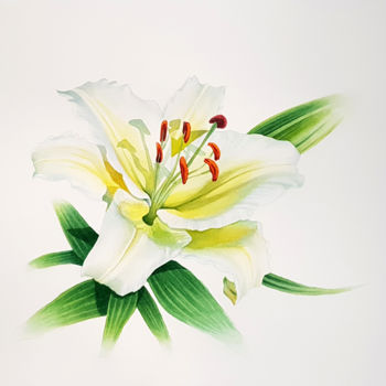 Картина под названием "White Lily flower" - Svetlana Lileeva, Подлинное произведение искусства, Акварель