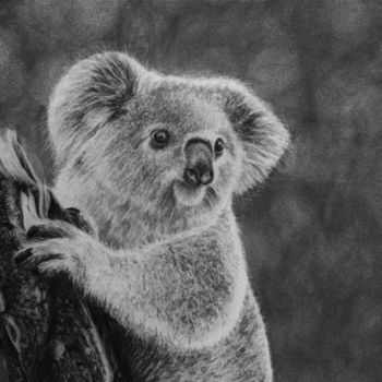 Drawing titled "Koala" by Magali Lapeyre-Mirande, Original Artwork, Pencil