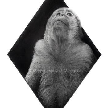 Drawing titled "Macaque" by Magali Lapeyre-Mirande, Original Artwork, Pencil