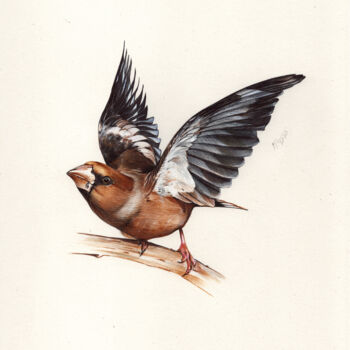 Dibujo titulada "Hawfinch - Bird Por…" por Daria Maier, Obra de arte original, Bolígrafo