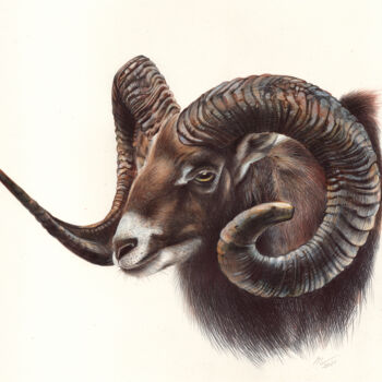 Tekening getiteld "Mouflon" door Daria Maier, Origineel Kunstwerk, Balpen