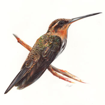 Dibujo titulada "Saw-billed Hermit -…" por Daria Maier, Obra de arte original, Bolígrafo