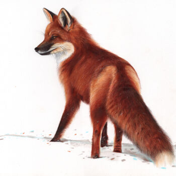 Tekening getiteld "Red Fox - Animal Po…" door Daria Maier, Origineel Kunstwerk, Balpen