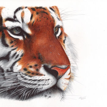 Disegno intitolato "Tiger - Animal Port…" da Daria Maier, Opera d'arte originale, Biro