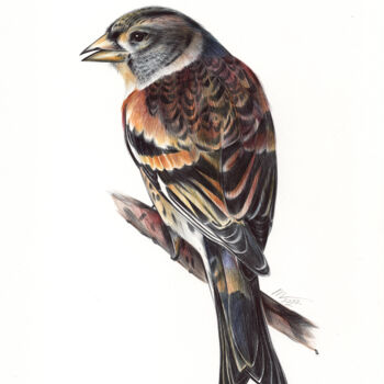 图画 标题为“Brambling - Bird Po…” 由Daria Maier, 原创艺术品, 圆珠笔