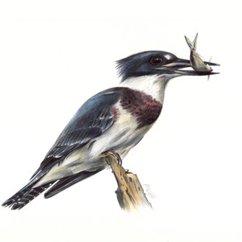 Drawing titled "Belted Kingfisher -…" by Daria Maier, Original Artwork, Ballpoint pen